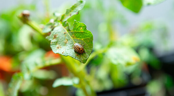 insect on plant